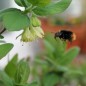 Preview: Kamtschatkabeere - Sibirische Blaubeere Brazowa (Pflanze)
