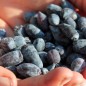 Preview: Kamtschatkabeere - Sibirische Blaubeere Czarna (Pflanze)
