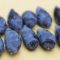 Preview: Kamtschatkabeere - Sibirische Blaubeere Czarna (Pflanze)
