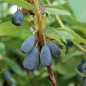 Preview: Kamtschatkabeere - Sibirische Blaubeere Czelabinka (Pflanze)