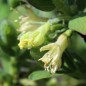 Preview: Kamtschatkabeere - Sibirische Blaubeere Czelabinka (Pflanze)