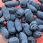 Preview: Kamtschatkabeere - Sibirische Blaubeere Dlinnoplodna (Pflanze)