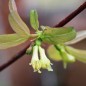 Preview: Kamtschatkabeere - Sibirische Blaubeere Dlinnoplodna (Pflanze)
