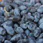 Preview: Kamtschatkabeere - Sibirische Blaubeere Lakomka (Pflanze)