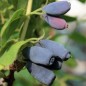 Preview: Kamtschatkabeere - Sibirische Blaubeere Lakomka (Pflanze)