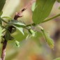 Preview: Kamtschatkabeere - Sibirische Blaubeere Leningradsky Velikan (Pflanze)