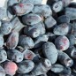 Preview: Kamtschatkabeere - Sibirische Blaubeere Lenita (Pflanze)