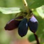 Preview: Kamtschatkabeere - Sibirische Blaubeere Lenita (Pflanze)