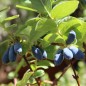 Preview: Kamtschatkabeere - Sibirische Blaubeere Lenita (Pflanze)