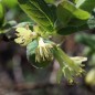 Preview: Kamtschatkabeere - Sibirische Blaubeere Lenita (Pflanze)