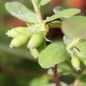 Preview: Kamtschatkabeere - Sibirische Blaubeere Lenita (Pflanze)