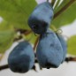 Preview: Kamtschatkabeere - Sibirische Blaubeere Rebeka (Pflanze)