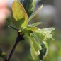 Preview: Kamtschatkabeere - Sibirische Blaubeere Rebeka (Pflanze)