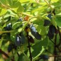 Preview: Kamtschatkabeere - Sibirische Blaubeere Siniglaskaya (Pflanze)