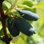 Preview: Kamtschatkabeere - Sibirische Blaubeere Siniglaskaya (Pflanze)