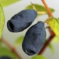 Preview: Kamtschatkabeere - Sibirische Blaubeere Tomicza (Pflanze)