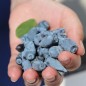 Preview: Kamtschatkabeere - Sibirische Blaubeere Wojtek (Pflanze)