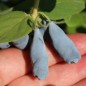 Preview: Kamtschatkabeere - Sibirische Blaubeere Wojtek (Pflanze)