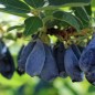 Preview: Kamtschatkabeere - Sibirische Blaubeere Wojtek (Pflanze)