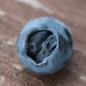 Preview: Kamtschatkabeere - Sibirische Blaubeere Zielona (Pflanze)