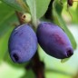 Preview: Kamtschatkabeere - Sibirische Blaubeere Zoluschka (Pflanze)