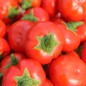 Preview: Kannibalen Tomate (Samen)