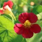 Preview: Kapuzinerkresse Cherry Rose (Samen)