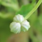 Preview: Kapuzinerkresse Purple Emperor (Samen)