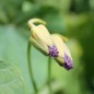 Preview: Kapuzinerkresse Purple Emperor (Samen)