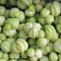 Preview: Kapuzinerkresse Tangerine (Samen)
