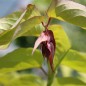 Preview: Karamellbeere Golden (Pflanze)