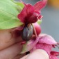 Preview: Karamellbeere Purple Rain (Pflanze)