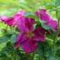 Preview: Riesenhagebutte - Kartoffelrose (Pflanze)