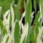 Preview: Katzengras Variegata (Samen)