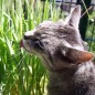 Preview: Katzengras (Samen)