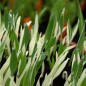 Preview: Katzengras Variegata (Samen)