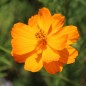 Preview: Kenikir orange (Samen)