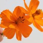 Preview: Kenikir orange (Samen)