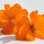 Preview: Kenikir orange (Samen)