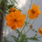 Preview: Kenikir orange (Samen)