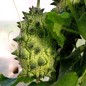 Preview: Kiwano (Samen)