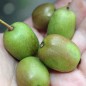 Preview: Mini-Kiwi Berliner Luft weiblich (Pflanze)