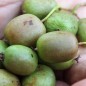 Preview: Mini-Kiwi Berliner Luft weiblich (Pflanze)