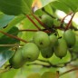 Preview: Mini-Kiwi Frenchman's Bay weiblich (Pflanze)