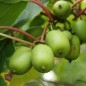 Preview: Mini-Kiwi Frenchman's Bay weiblich (Pflanze)