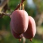 Preview: Mini-Kiwi Hardy Red (weiblich) (Pflanze)