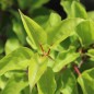 Preview: Mini-Kiwi Meyer's Cordifolia weiblich (Pflanze)