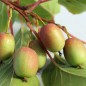 Preview: Mini-Kiwi MSU weiblich (Pflanze)