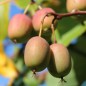Preview: Mini-Kiwi MSU weiblich (Pflanze)