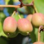 Preview: Mini-Kiwi MSU weiblich (Pflanze)